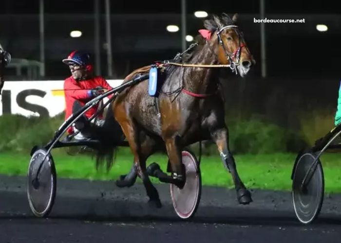 Meilleur Pronostic 3 Chevaux