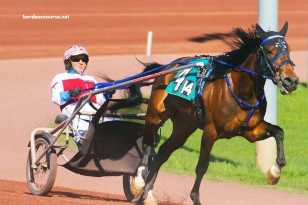 Programme Pmu DE Demain Lonab Pronostics (1)