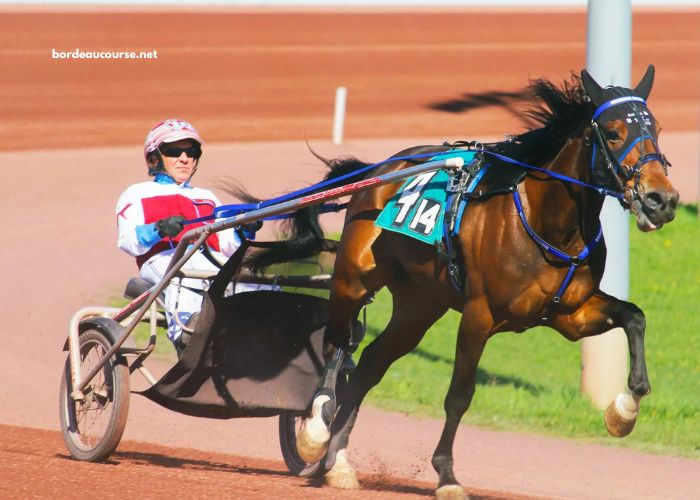 Programme Pmu DE Demain Lonab Pronostics (1)