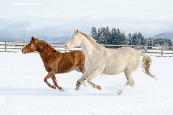 Un Cheval Par Jour