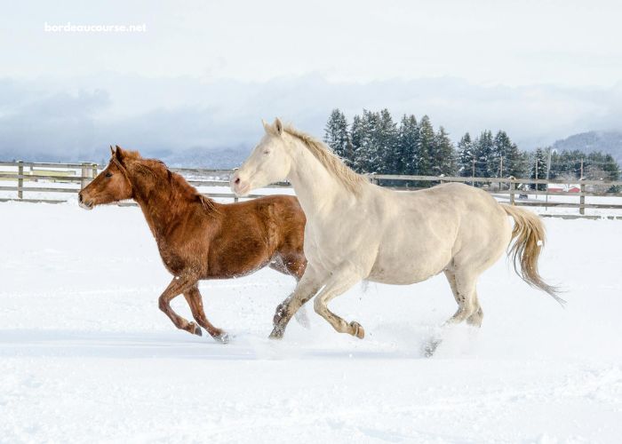Un Cheval Par Jour