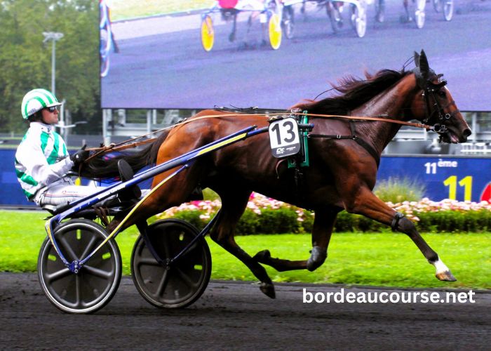 Cheval DE Base Prono (2)